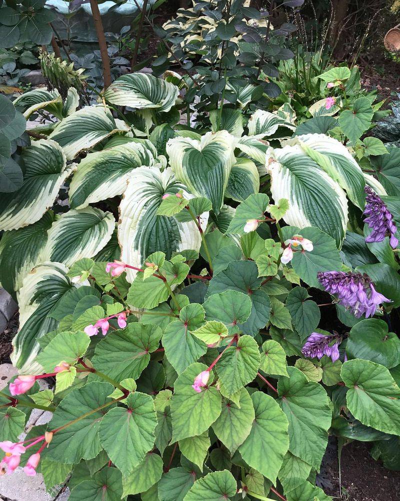 Hostas