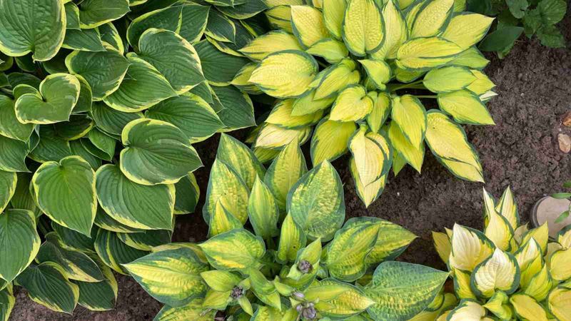 Hostas