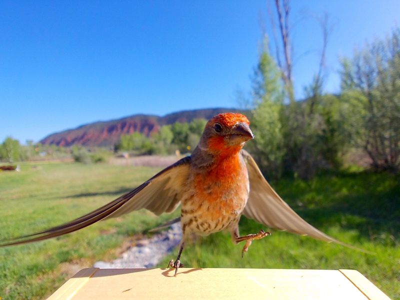 House Finch