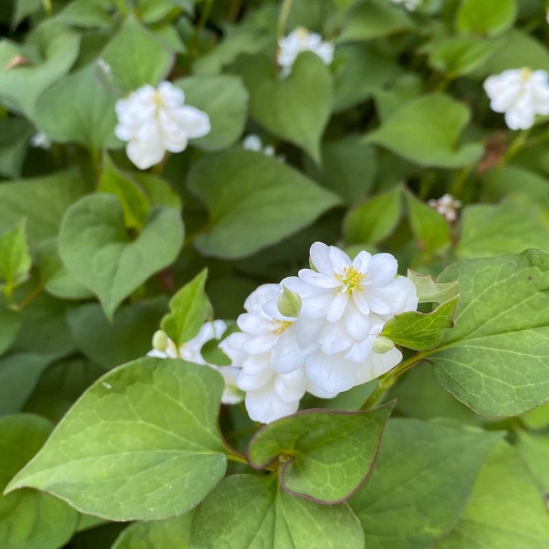 Houttuynia Cordata