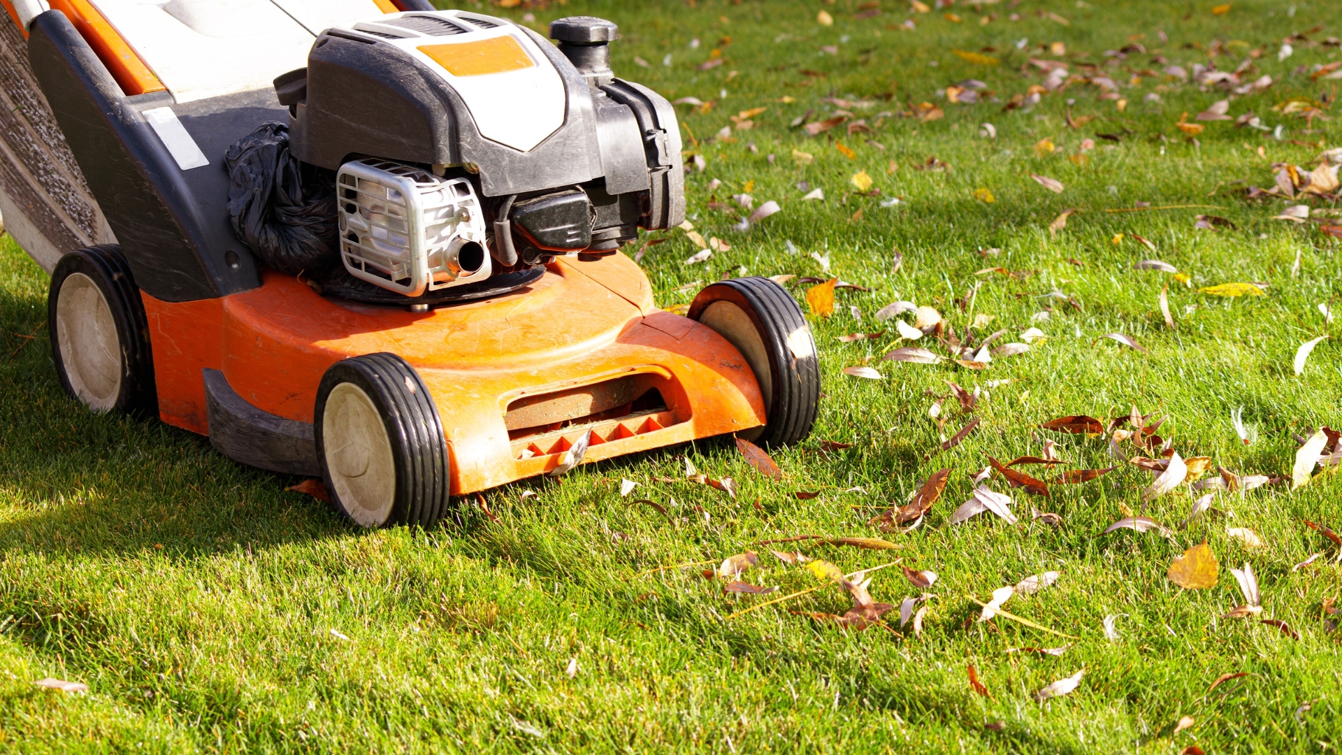 Autumn season, lawn mowing in the garden