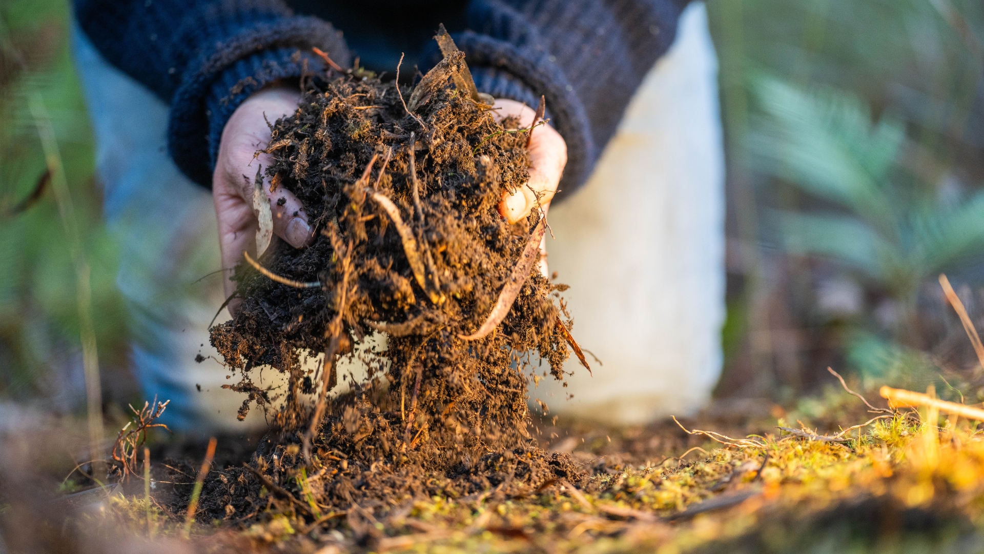 turning a compost pile in a community garden. compost full of microorganisms. sustainable regenerative agriculture with a soil sample