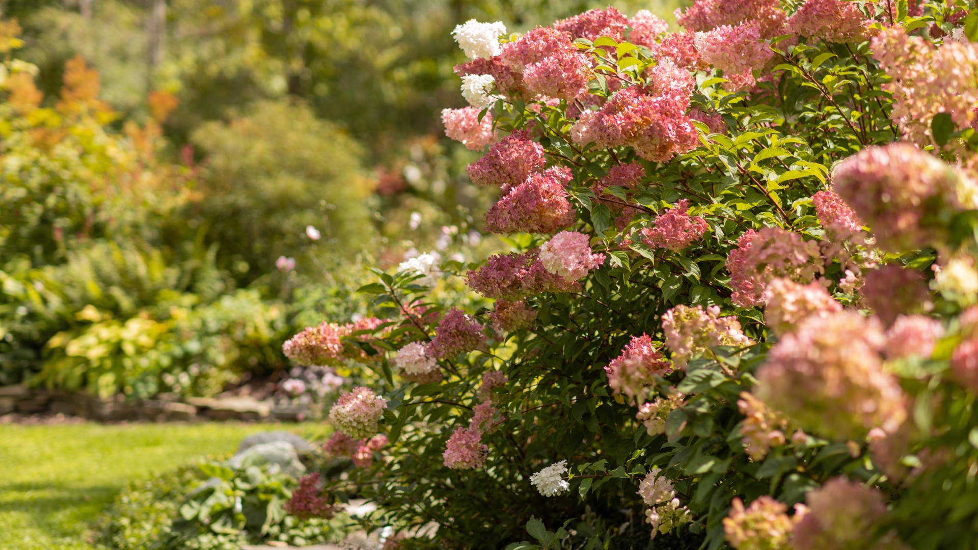 Strawberry Hydrangea in fall garden border