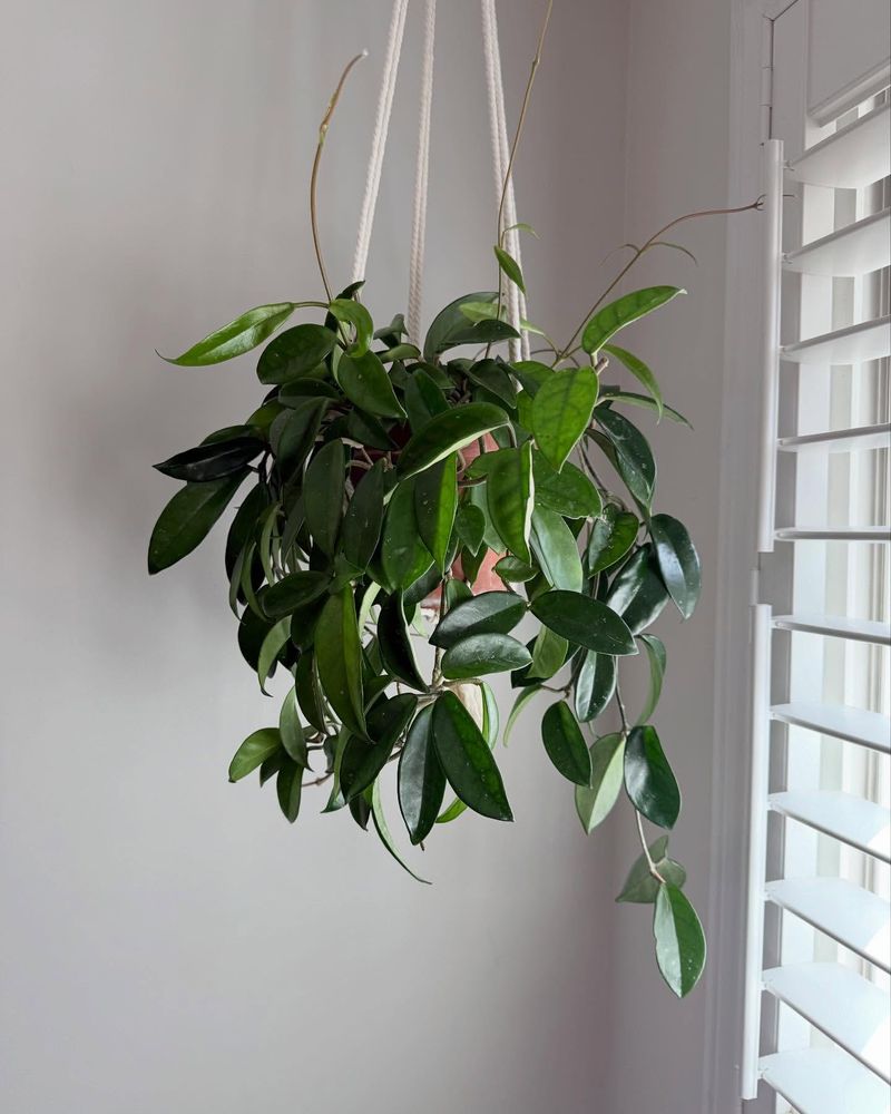 Hoya (Hoya carnosa)