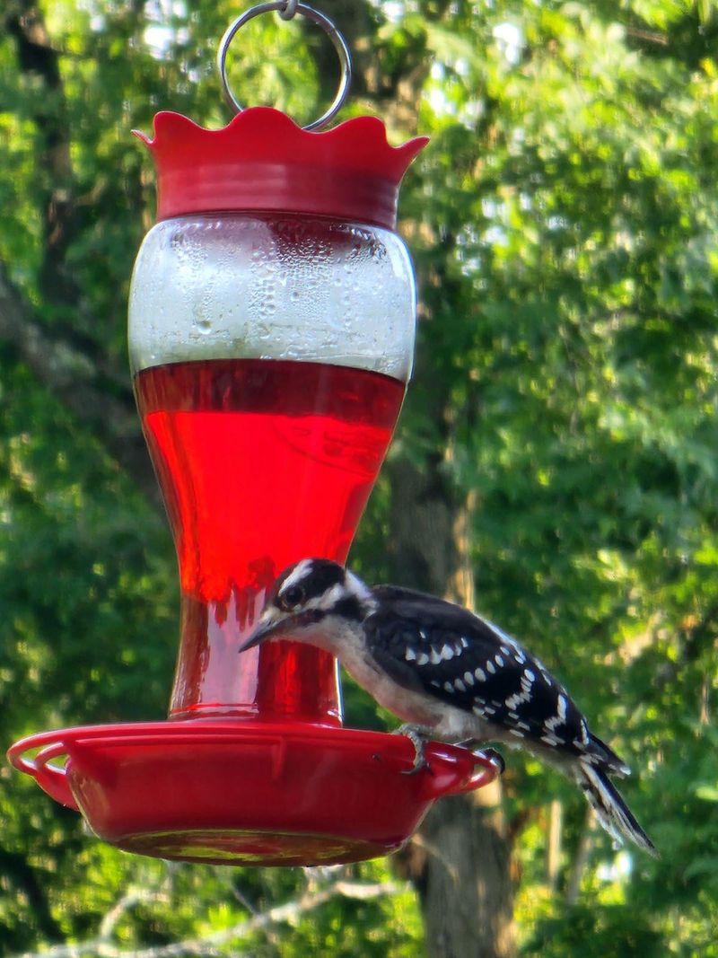 Hummingbird Feeder