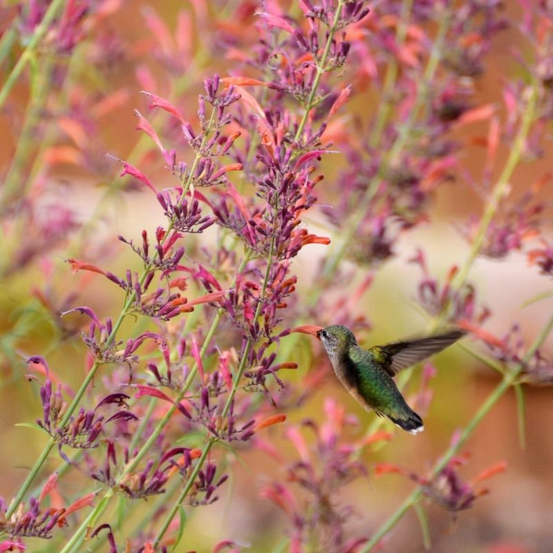 Hummingbird Haven