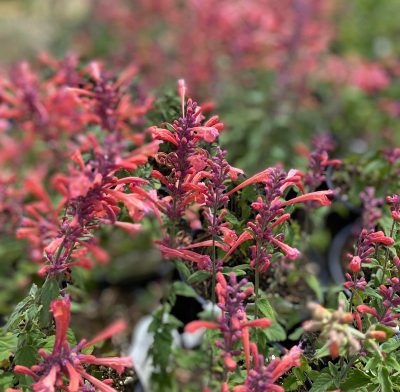 Hummingbird Mint