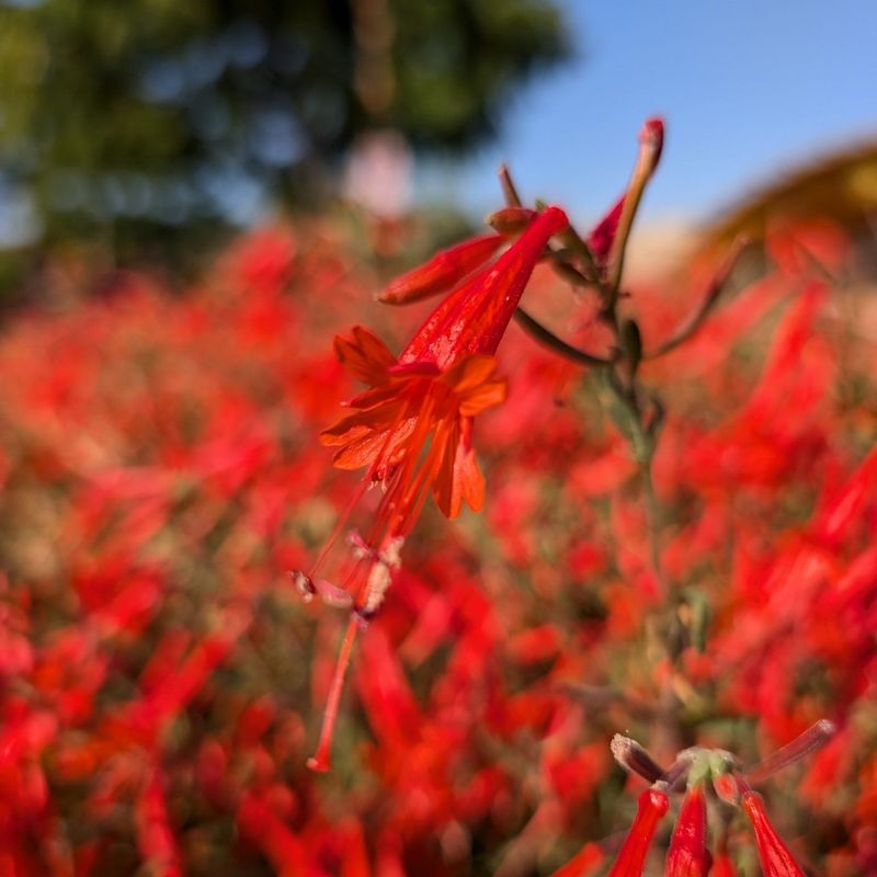 Hummingbird Trumpet