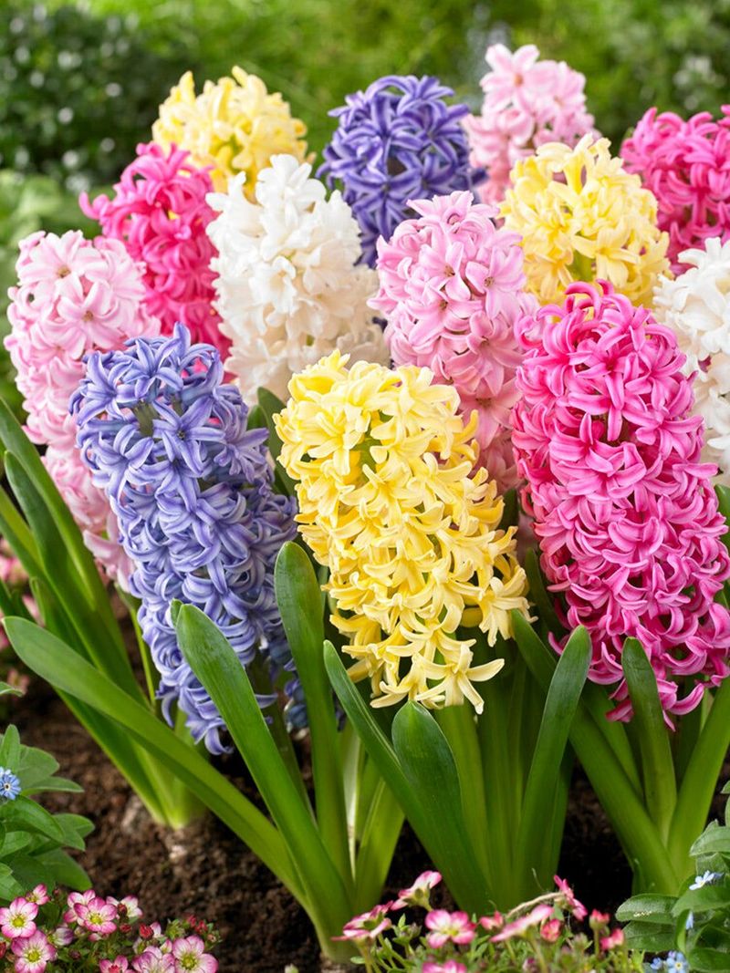 Hyacinth