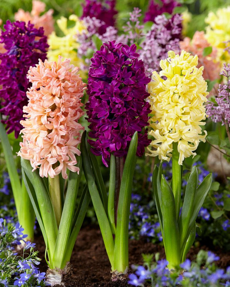 Hyacinth