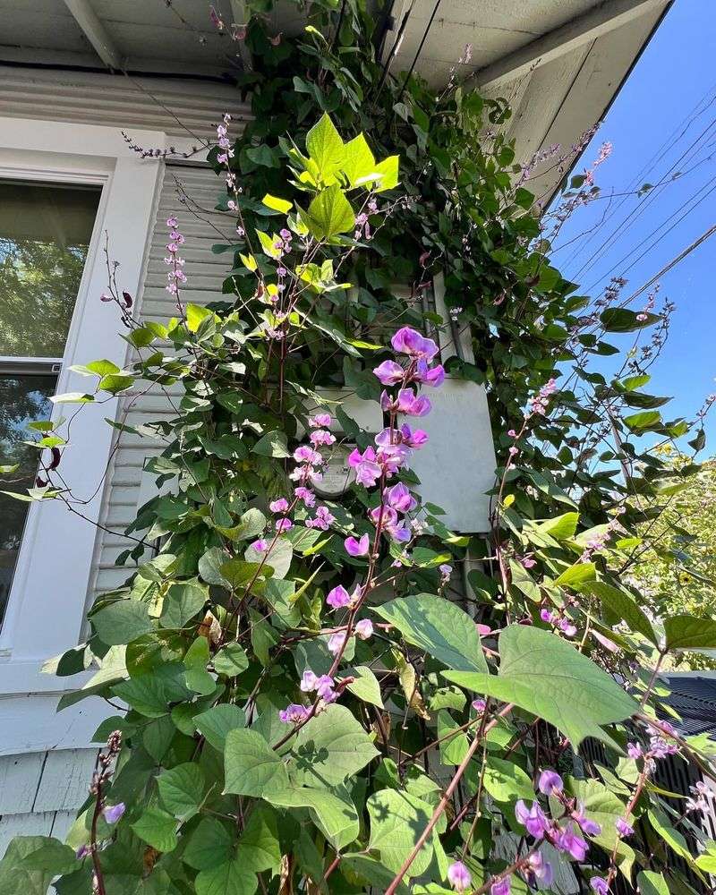 Hyacinth Bean Vine