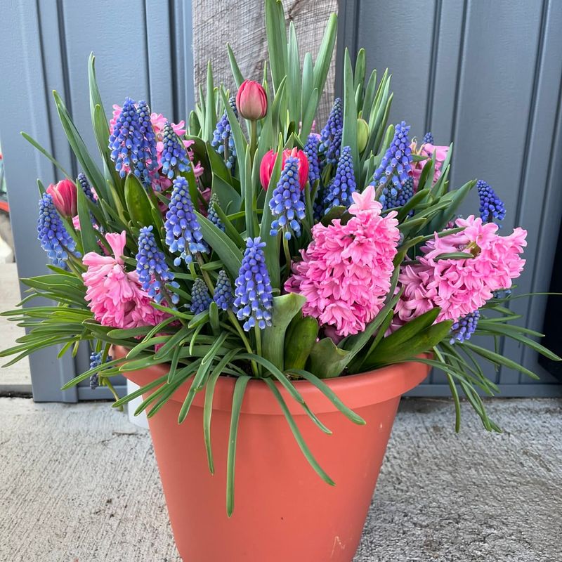 Hyacinths