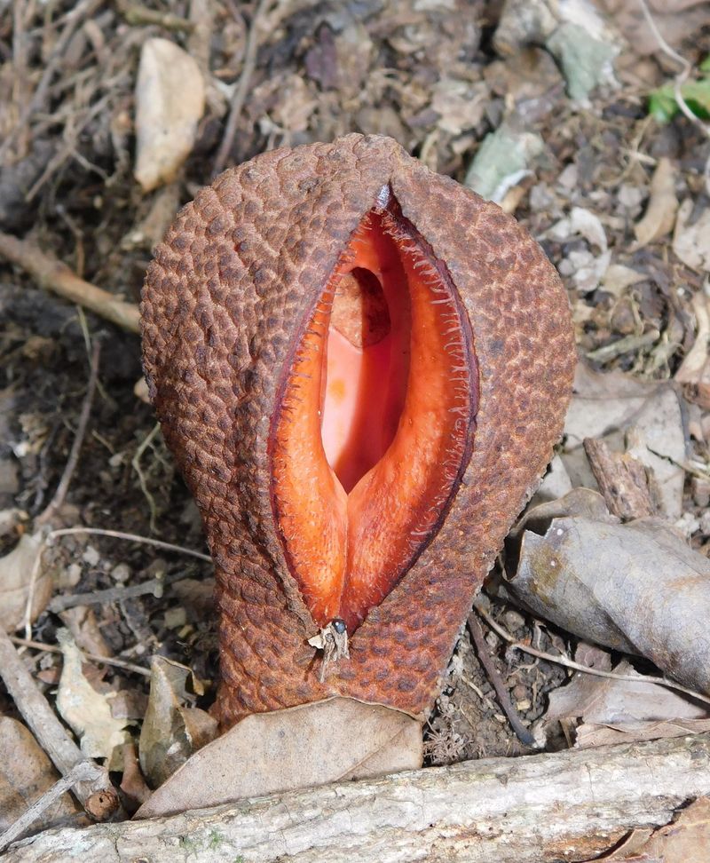 Hydnora Africana