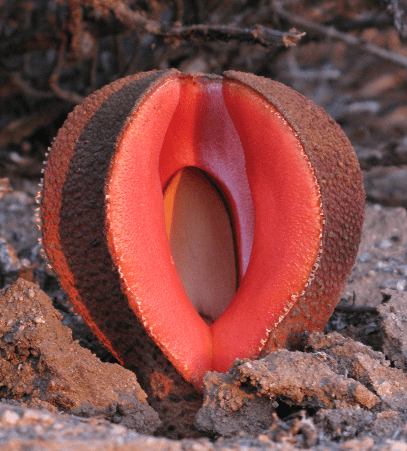 Hydnora Africana