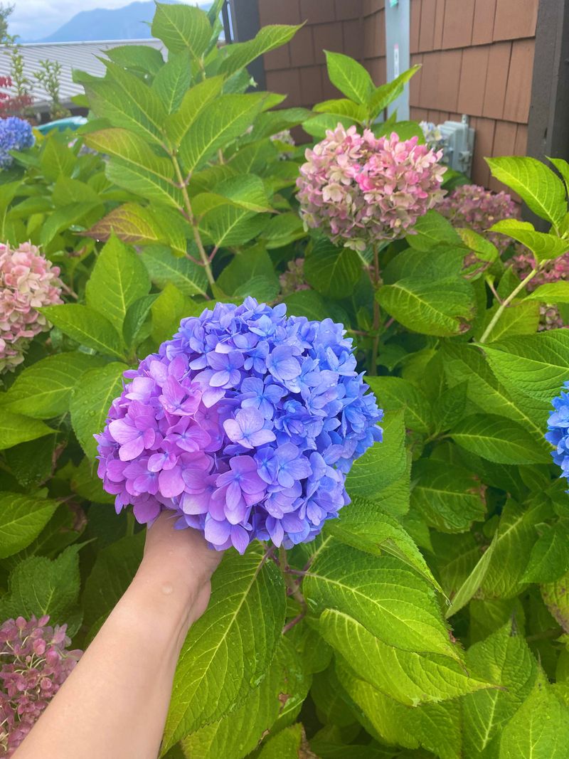 Hydrangea