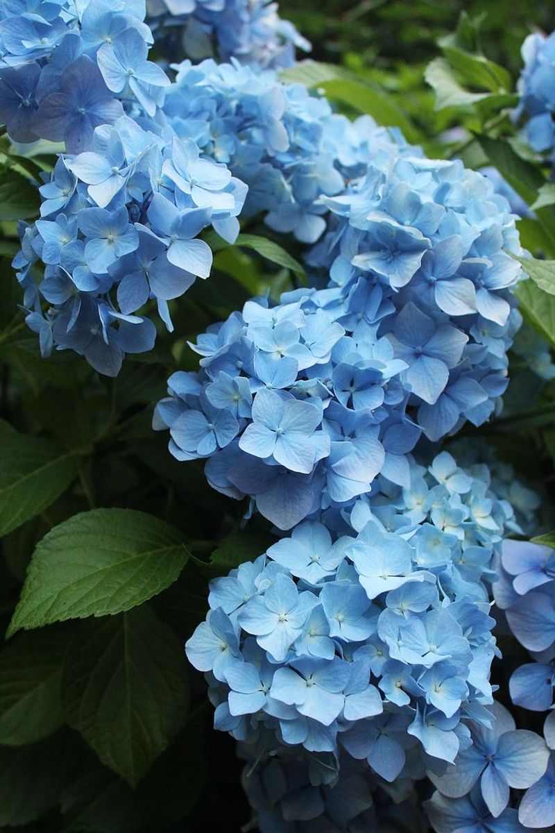 Hydrangea