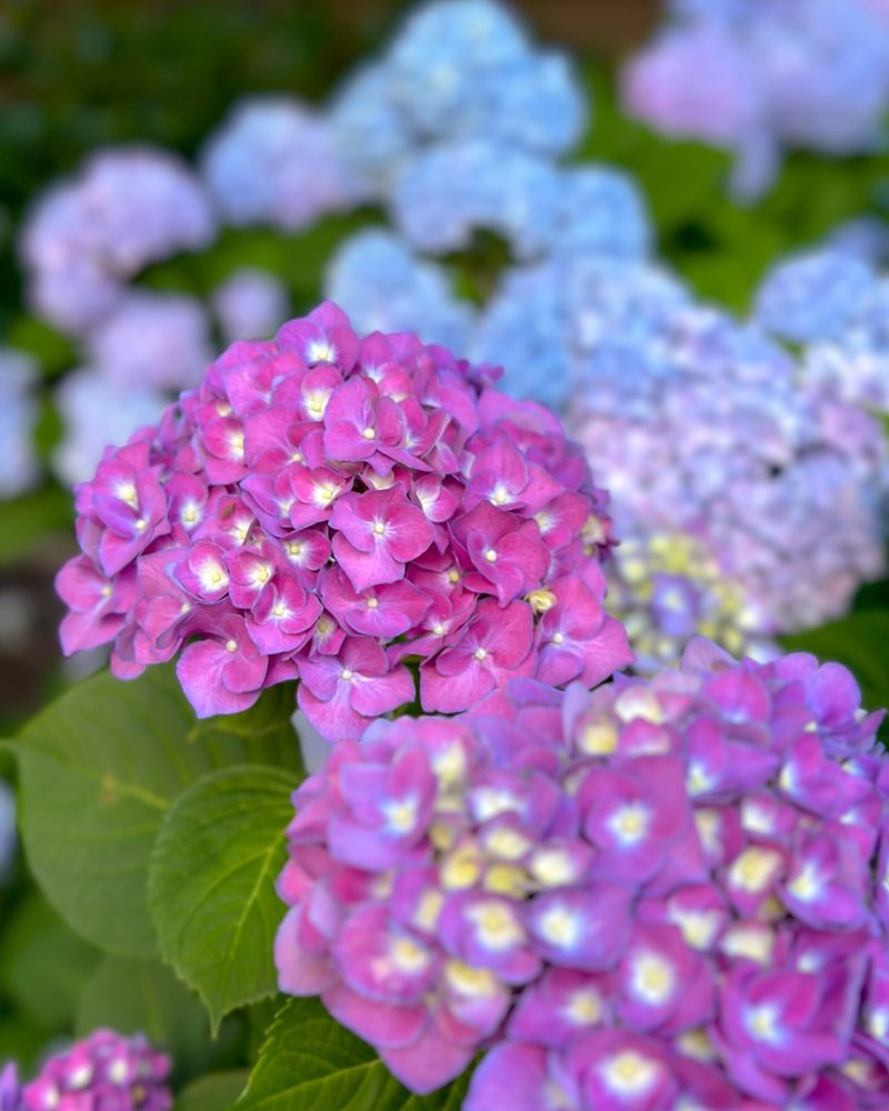 Hydrangea