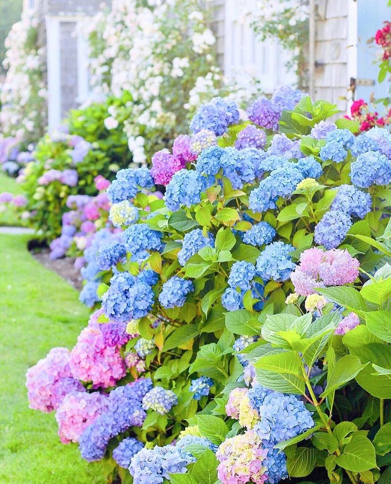 Hydrangea