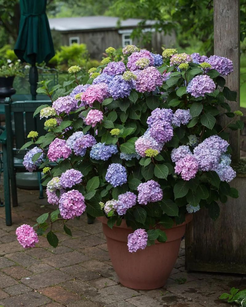 Hydrangea