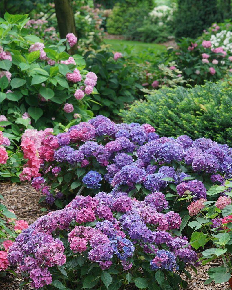 Hydrangea