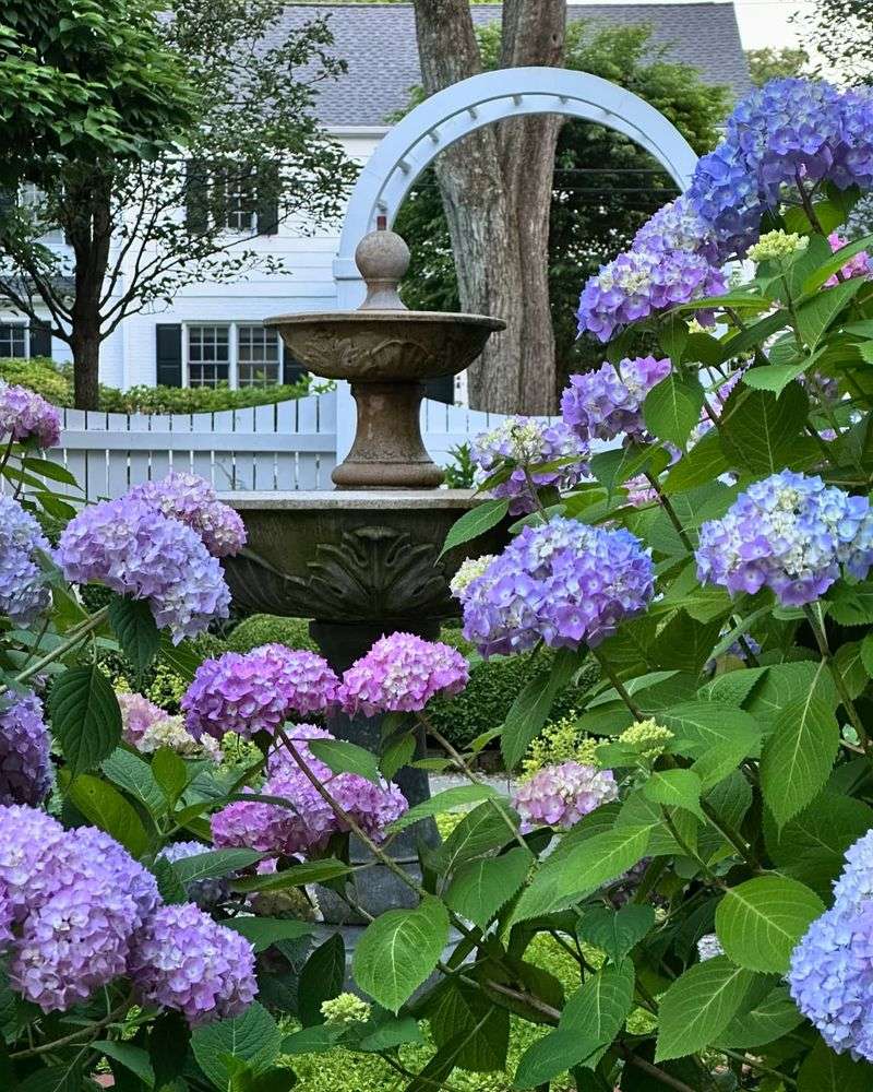 Hydrangea