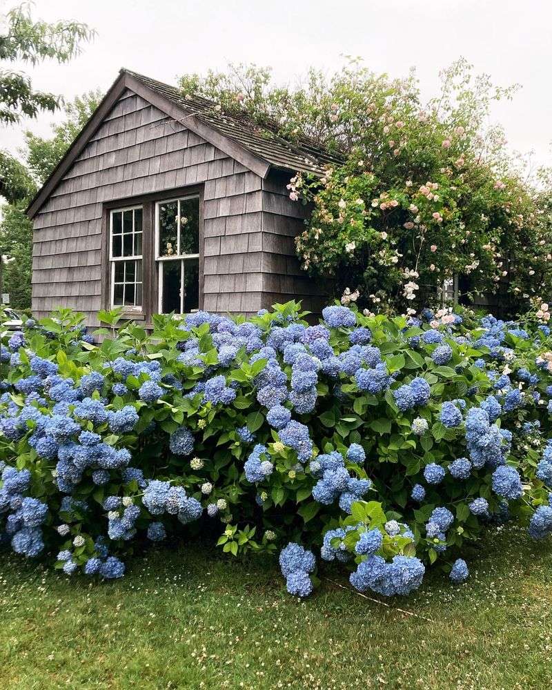 Hydrangea