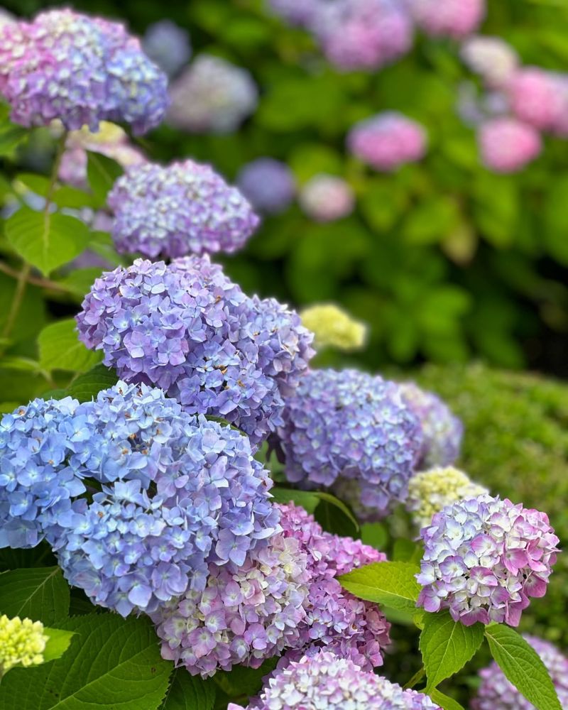 Hydrangea