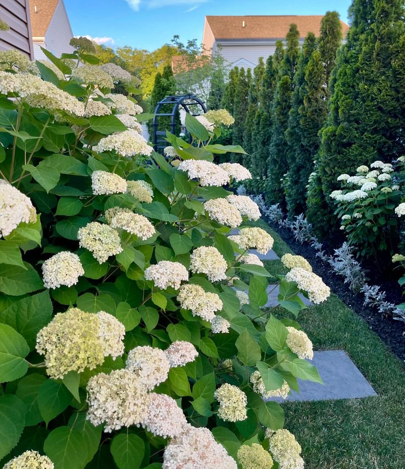 Hydrangea