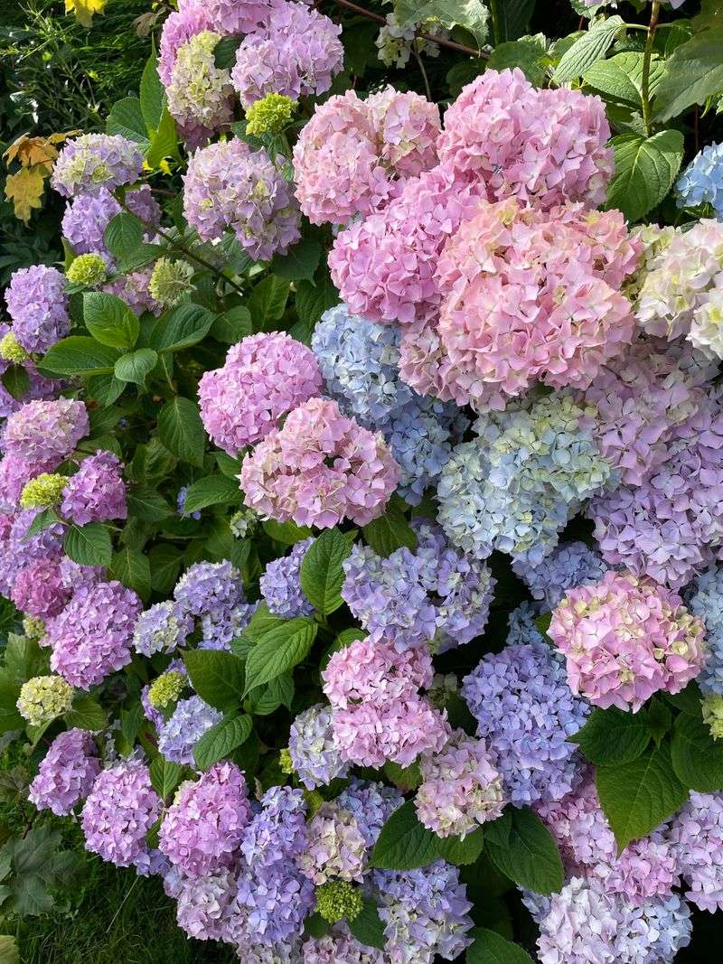 Hydrangea