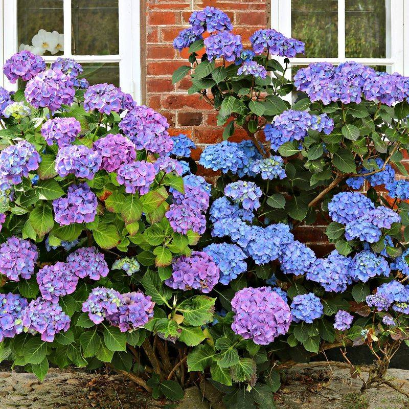 Hydrangea