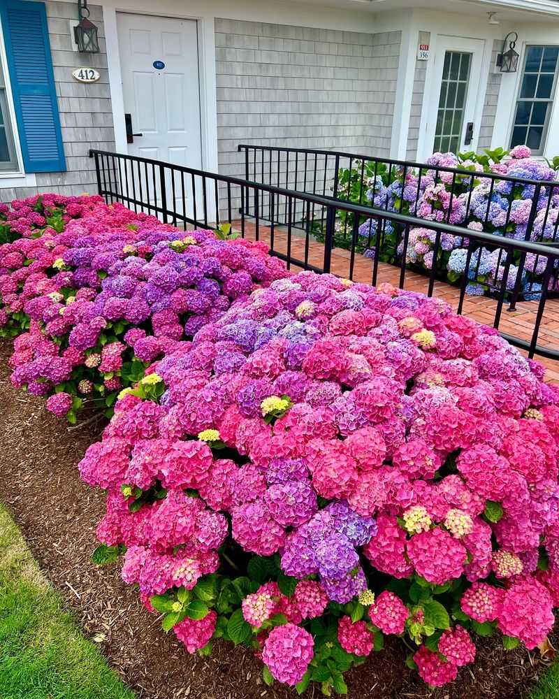 Hydrangea Harmony