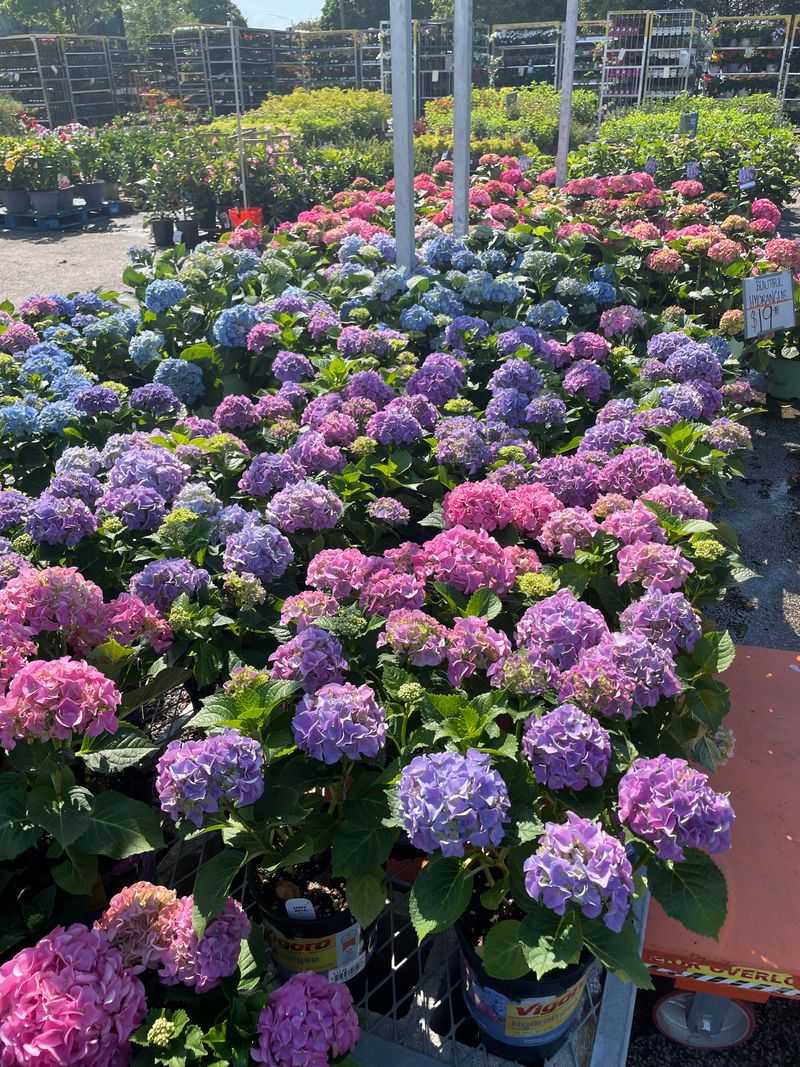 Hydrangea Heaven