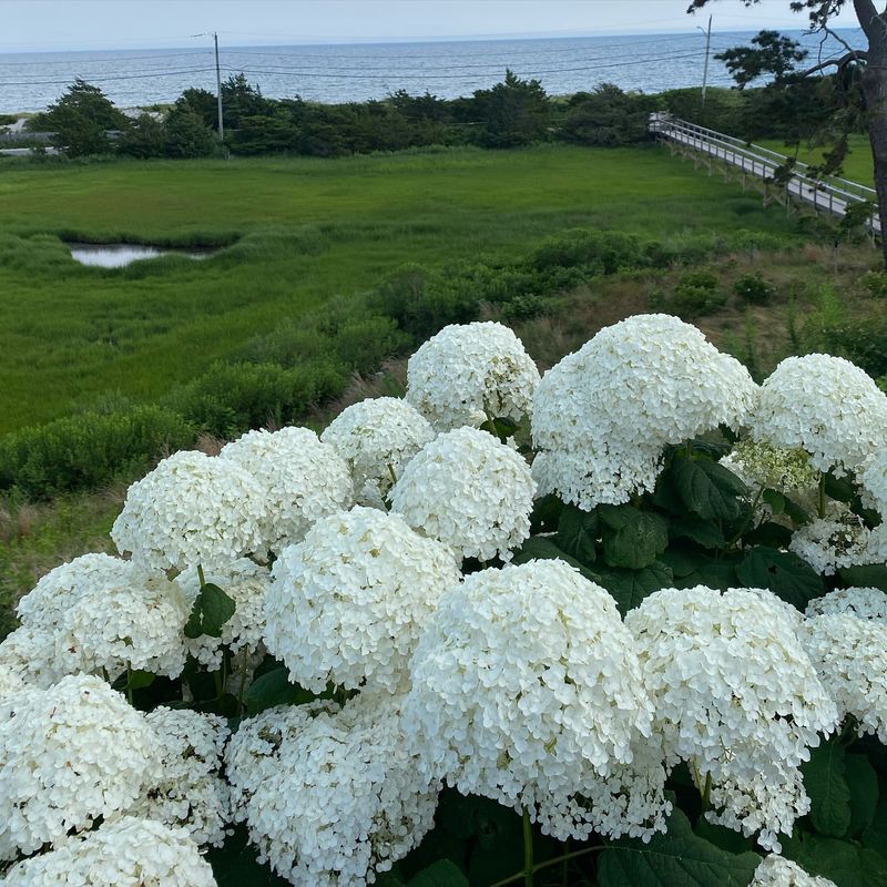 Hydrangea arborescens 'Annabelle'