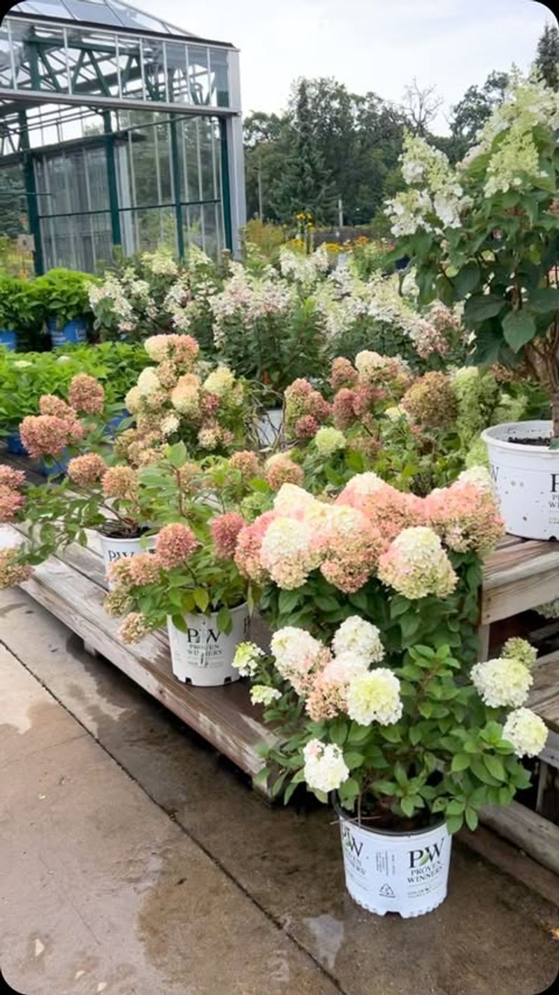 Hydrangeas