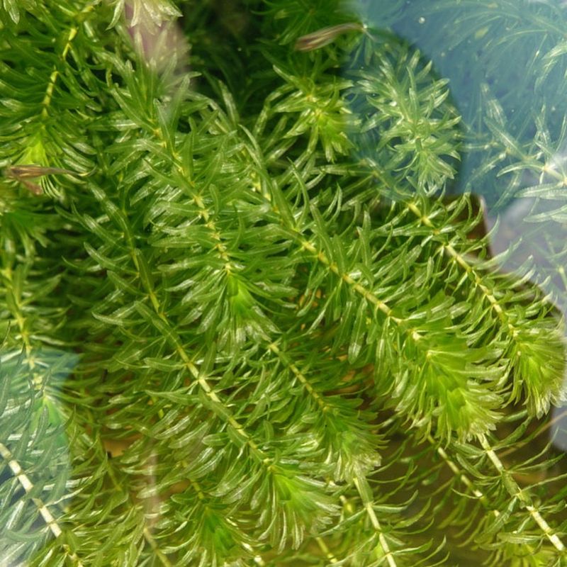 Hydrilla