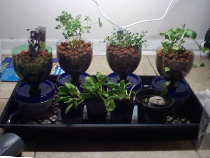 Hydroponics