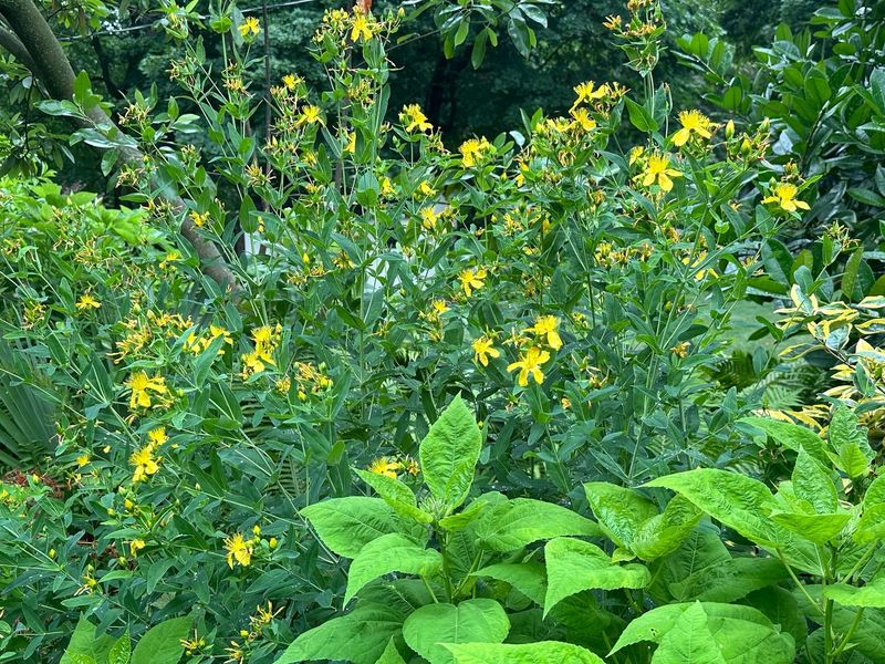 Hypericum Calycinum