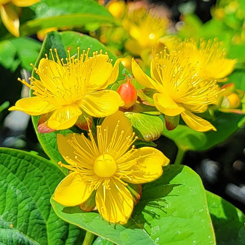 Hypericum