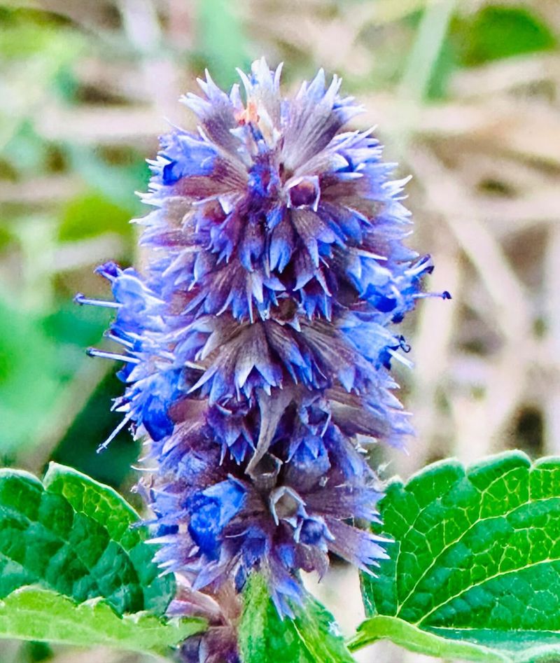 Hyssop