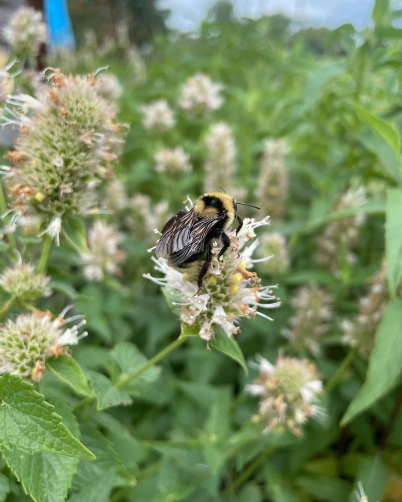 Hyssop