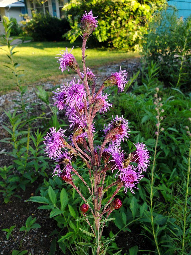 Hyssop