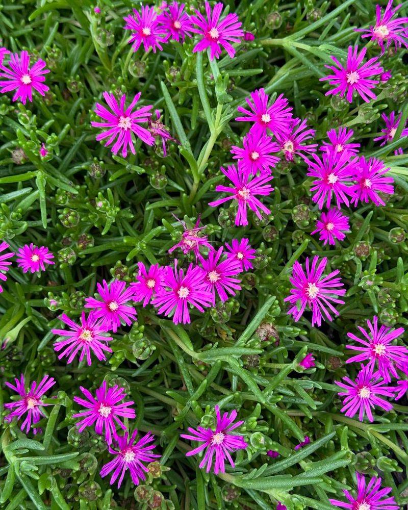 Ice Plant