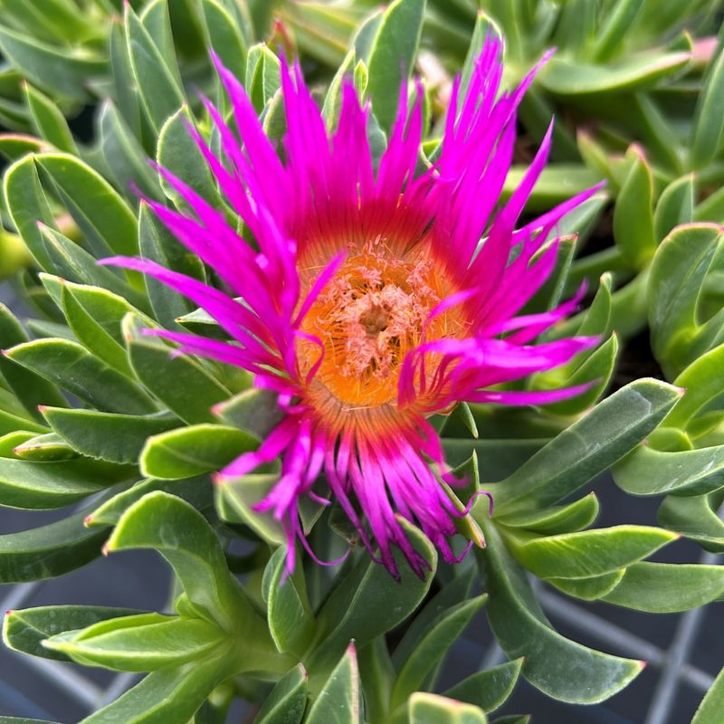 Ice Plant