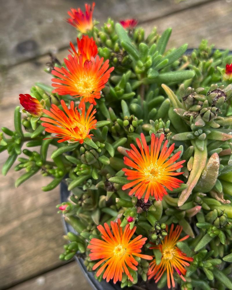 Ice Plant