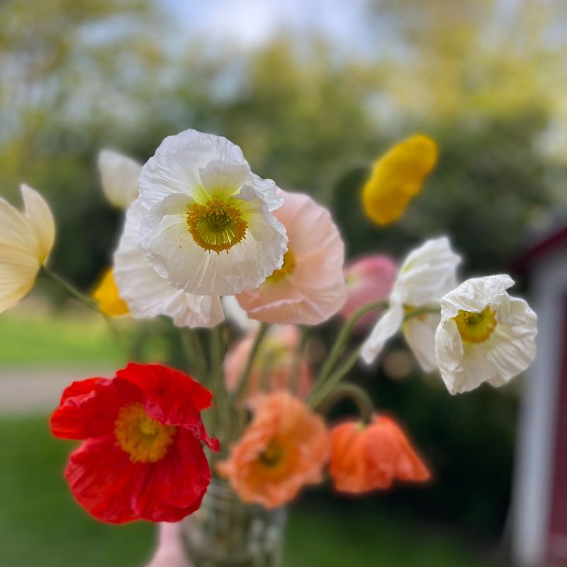 Iceland Poppy