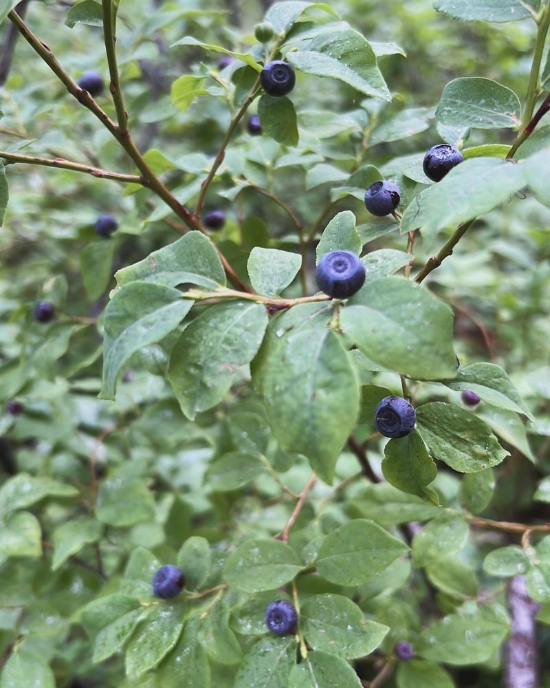 Idaho: Huckleberry