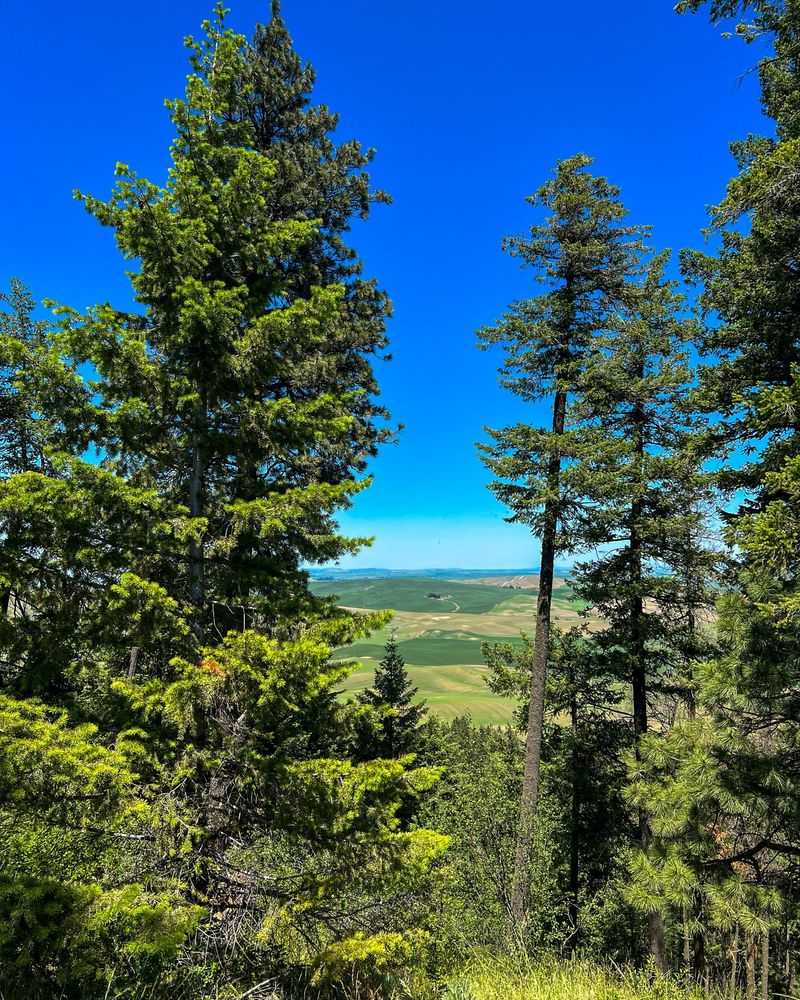 Idaho: Western White Pine