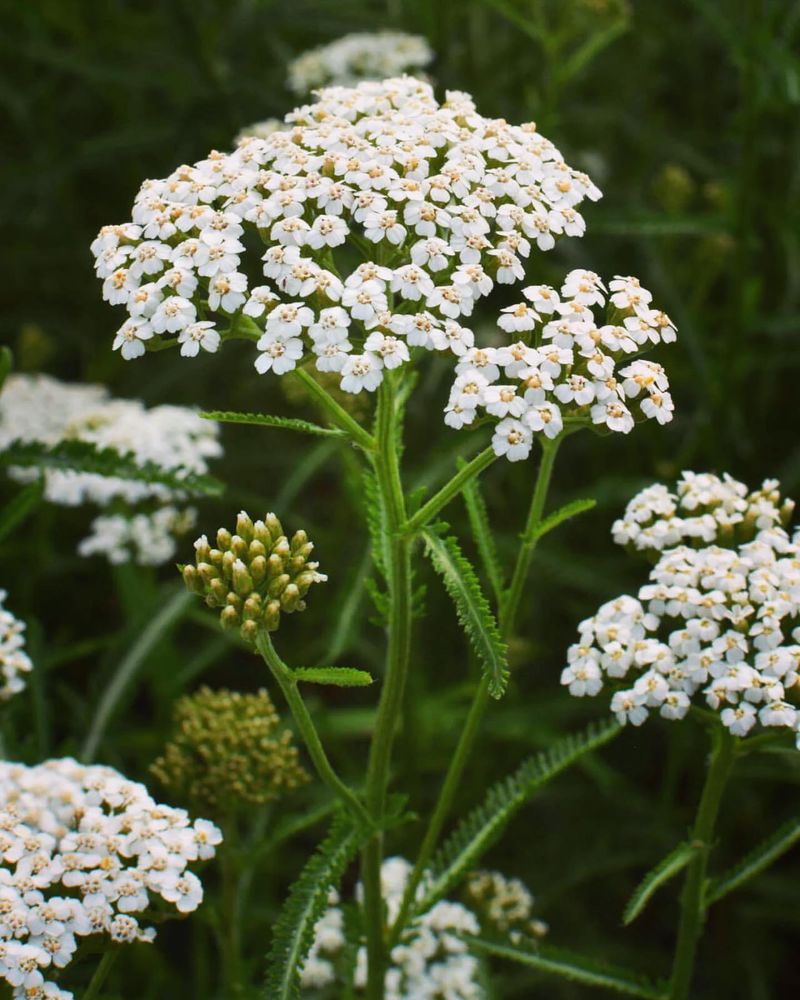 Idaho: Yarrow