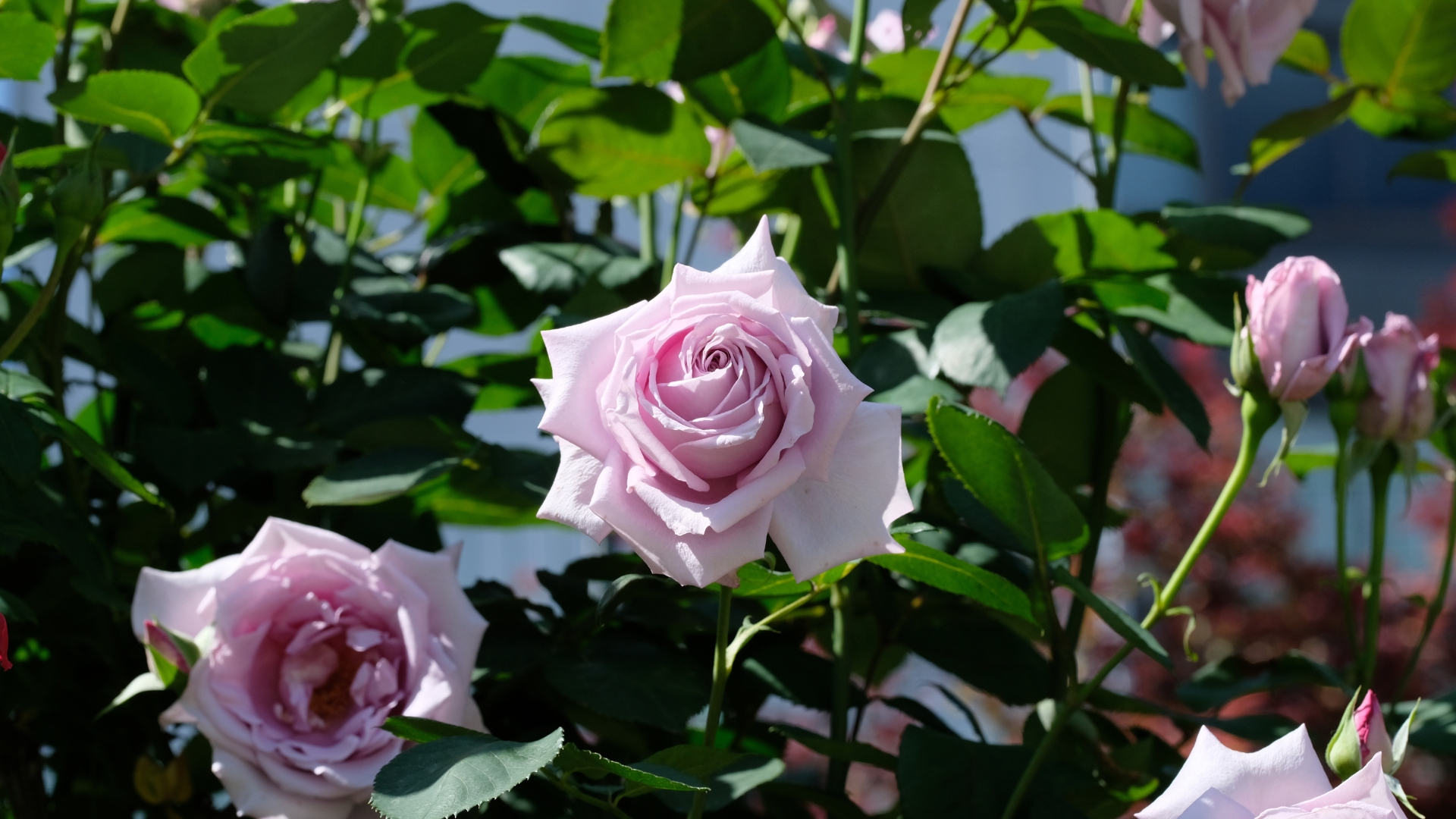 If You’re A Rose Lover, Here Are 38 Varieties You Should Add To Your Garden