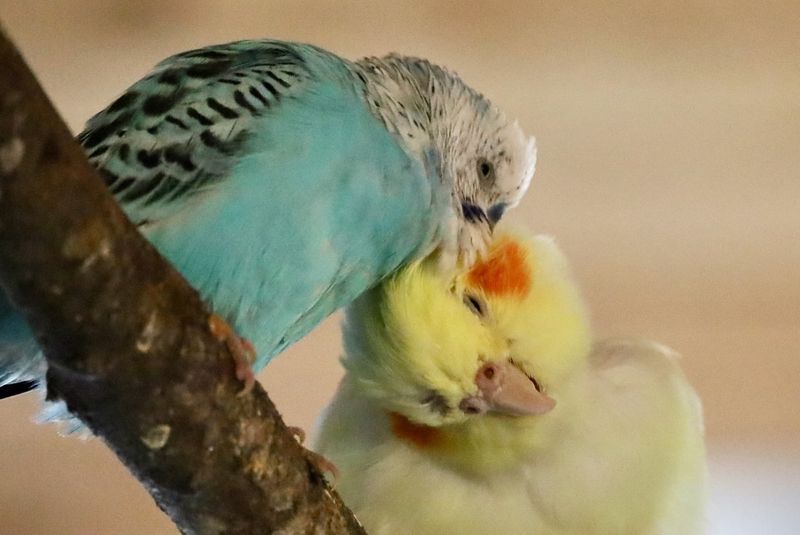 Ignoring Bird Safety